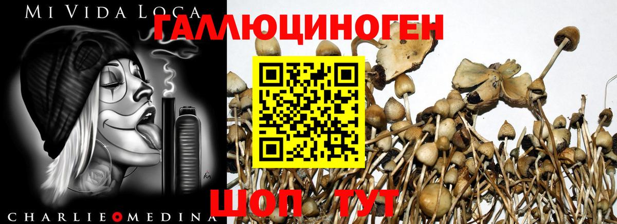 Сегежа  Галлюциногенные грибы прущие грибы  Вход с VPN  продажа наркотиков  Галлюциногенные грибы мухоморы 